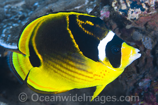 Racoon Butterflyfish (Chaetodon lunula). Found throughout the Indo-West Pacific, including the Great Barrier Reef, Australia. Photo - Gary Bell