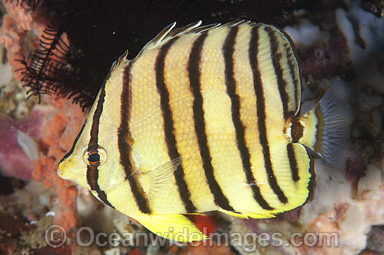 Eight-banded Butterflyfish Chaetodon octofasciatus photo Eight-banded Butterflyfish Chaetodon octofasciatus photo