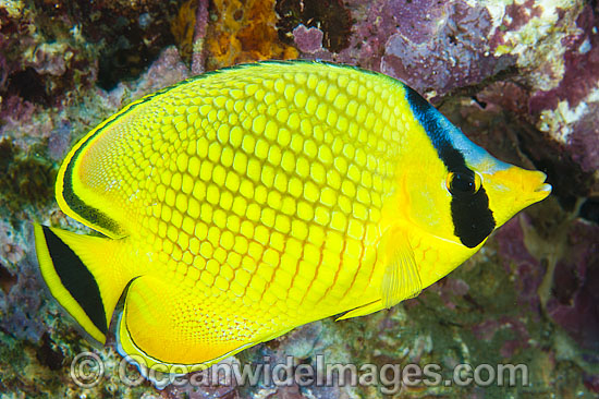 Latticed Butterflyfish Chaetodon rafflesii photo