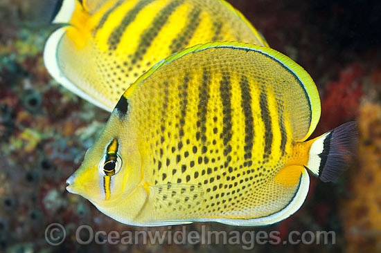 Spot-banded Butterflyfish Chaetodon punctatofasciatus photo Spot-banded Butterflyfish Chaetodon punctatofasciatus photo