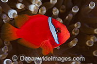 Tomato Anemonefish Amphiprion frenatus Photo - Gary Bell