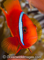 Tomato Anemonefish Photo - Gary Bell