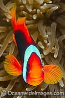 Tomato Anemonefish Amphiprion frenatus Photo - Gary Bell