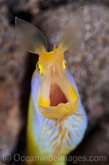 Blue Ribbon Eel photo