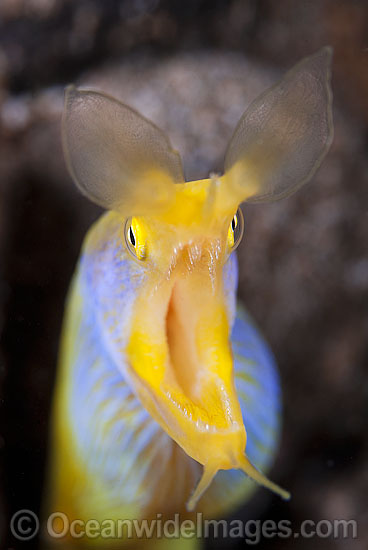 Yellow Blue Ribbon Eel photo