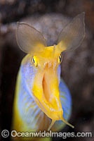 Yellow Blue Ribbon Eel Photo - Gary Bell