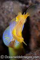 Blue Ribbon Eel Photo - Gary Bell