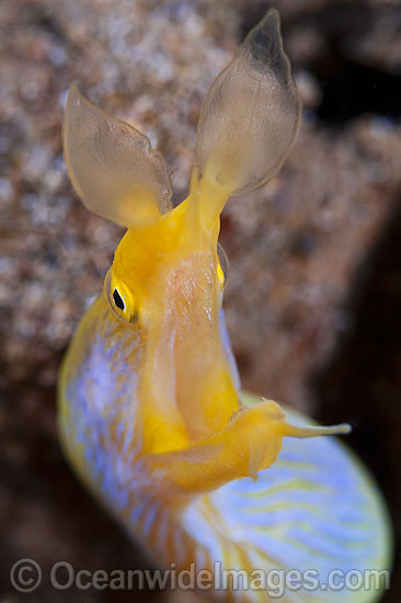 Yellow Blue Ribbon Eel photo Yellow Blue Ribbon Eel photo