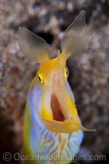 Blue Ribbon Eel photo