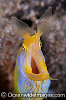 Blue Ribbon Eel Photo - Gary Bell