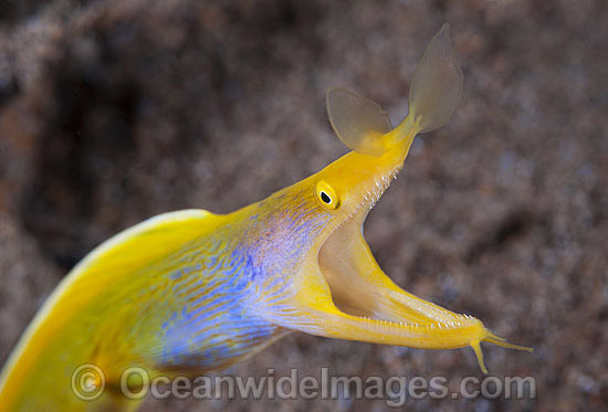 Female Blue Ribbon Eel photo Female Blue Ribbon Eel photo