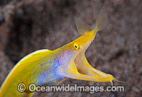 Female Blue Ribbon Eel Photo - Gary Bell
