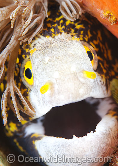 Starry Moray Eel Echidna nebulosa photo Starry Moray Eel Echidna nebulosa photo