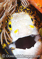 Starry Moray Eel Echidna nebulosa Photo - Gary Bell