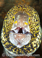 Starry Moray Eel Echidna nebulosa Photo - Gary Bell