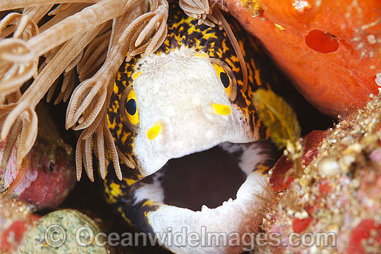 Starry Moray Eel photo