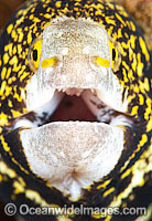 Starry Moray Eel Echidna nebulosa Photo - Gary Bell