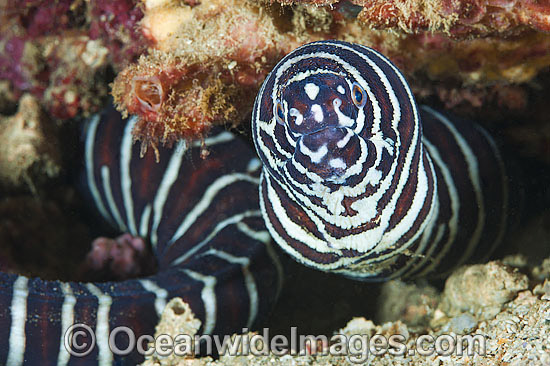 Zebra Moray Eel Gymnomuraena zebra photo Zebra Moray Eel Gymnomuraena zebra photo