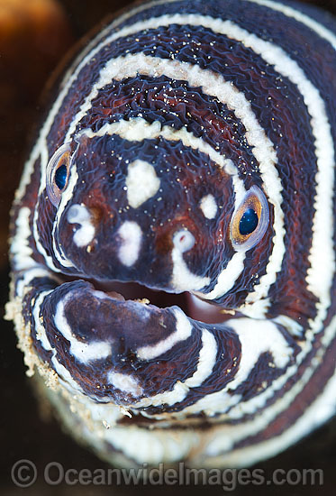 Zebra Moray Eel photo Zebra Moray Eel photo