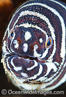 Zebra Moray Eel Photo - Gary Bell