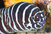 Zebra Moray Eel Gymnomuraena zebra Photo - Gary Bell