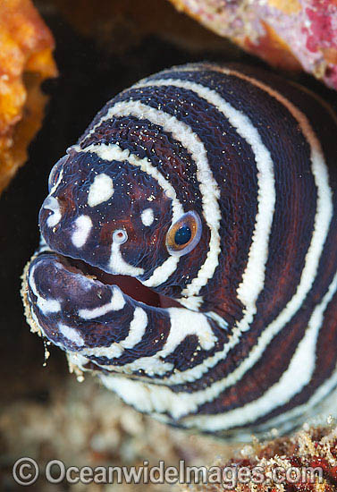 Zebra Moray Eel Gymnomuraena zebra photo Zebra Moray Eel Gymnomuraena zebra photo