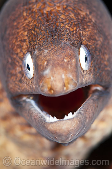 White-eyed Moray Eels Siderea thyrsoidea photo