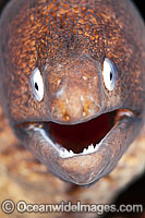 White-eyed Moray Eels Siderea thyrsoidea Photo - Gary Bell