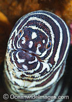 Zebra Moray Eel Gymnomuraena zebra Photo - Gary Bell