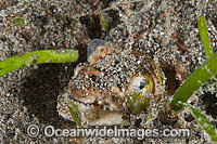 Crocodile Snake Eel Brachysomophis crocodilinus Photo - Gary Bell