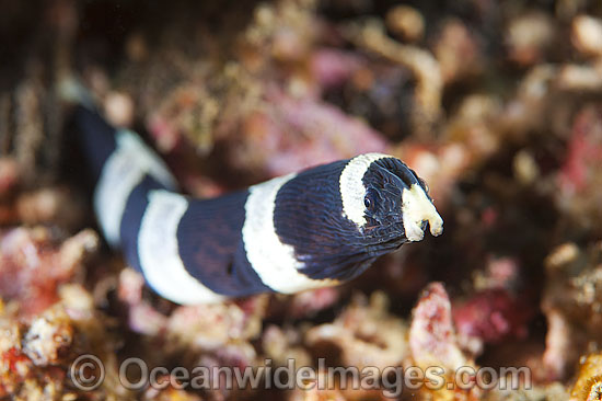 Half-banded Snake Eel photo Half-banded Snake Eel photo