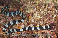 Half-banded Snake Eel Leiuranus semicinctus Photo - Gary Bell