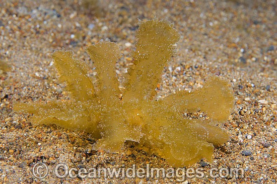 Nudibranch resembling a mass of algae photo