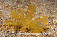 Nudibranch resembling a mass of algae Photo - Gary Bell