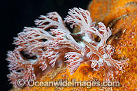 Nudibranch Phyllodesmium sp. Photo - Gary Bell
