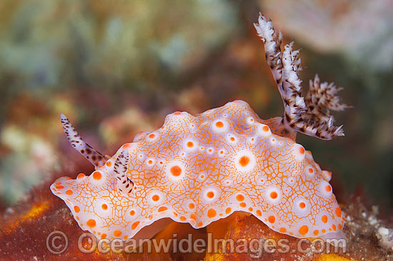 Nudibranch Halgerda batangas photo