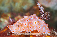 Nudibranch Halgerda batangas Photo - Gary Bell