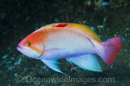 Pink Basslet (Pseudanthias hypselosoma), male. Also known as Stocky Anthias. Found throughout the Indo-West Pacific, including the Great Barrier reef, Australia. Photo - Gary Bell