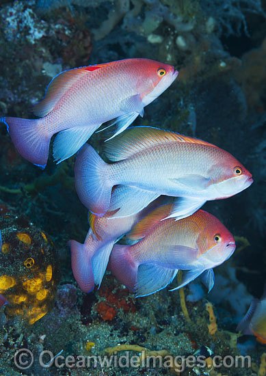 Pink Basslet (Pseudanthias hypselosoma), males grouped together. Also known as Stocky Anthias. Found throughout the Indo-West Pacific, including the Great Barrier reef, Australia. Photo - Gary Bell