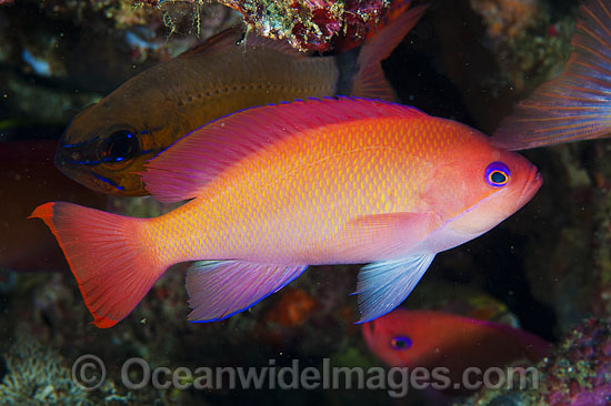 Pink Basslet (Pseudanthias hypselosoma), female. Also known as Stocky Anthias. Found throughout the Indo-West Pacific, including the Great Barrier reef, Australia. Photo - Gary Bell