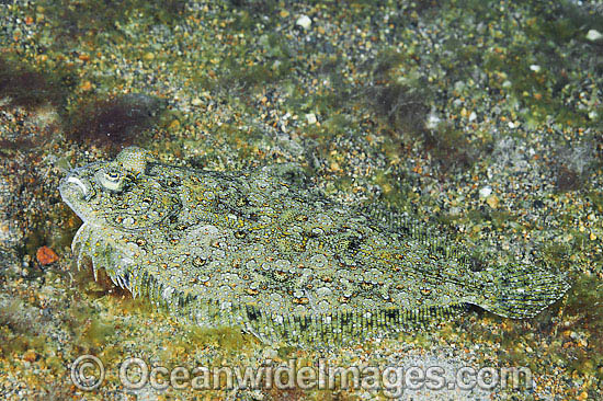 Leopard Flounder (Bothus pantherinus). Found throughout the Indo-West Pacific. Photo taken off Anilao, Philippines. Within the Coral Triangle. Photo - Gary Bell Leopard Flounder (Bothus pantherinus). Found throughout the Indo-West Pacific. Photo taken off Anilao, Philippines. Within the Coral Triangle. Photo - Gary Bell