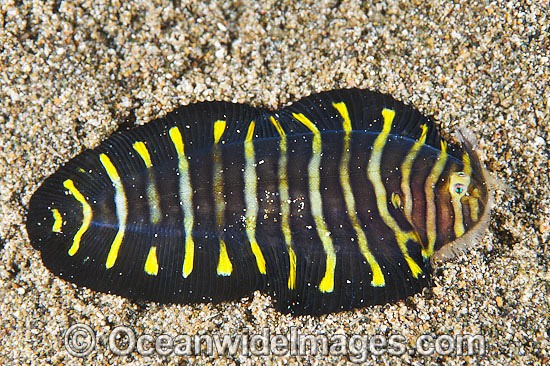 Flatworm Mimic Sole, or Flounder (Aesopia cornuta ), juvenile. Size: 40mm. Juvenile Soles of this size can look different to the adult and mimic Flatworms as they have difficulty burrowing in sand. Anilao, Philippines. Coral Triangle. Photo - Gary Bell