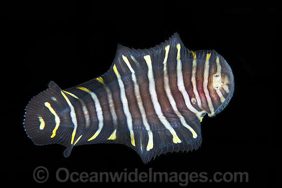 Flatworm Mimic Sole photo Flatworm Mimic Sole photo