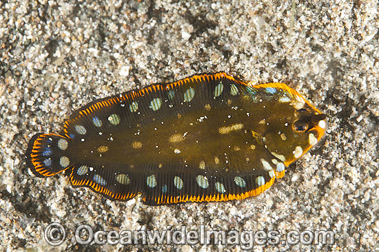 Flatworm Mimic Sole, or Flounder (possibly: Soleichthys sp.) - unidentified juvenile. Size: 12mm. Juvenile Soles of this size can look different to the adult and mimic Flatworms as they have more difficulty burrowing in sand. Anilao, Philippines. Photo - Gary Bell Flatworm Mimic Sole, or Flounder (possibly: Soleichthys sp.) - unidentified juvenile. Size: 12mm. Juvenile Soles of this size can look different to the adult and mimic Flatworms as they have more difficulty burrowing in sand. Anilao, Philippines. Photo - Gary Bell