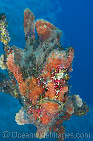 Giant Frogfish mimicking a Sea Sponge photo