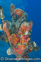 Giant Frogfish mimicking a Sea Sponge Photo - Gary Bell