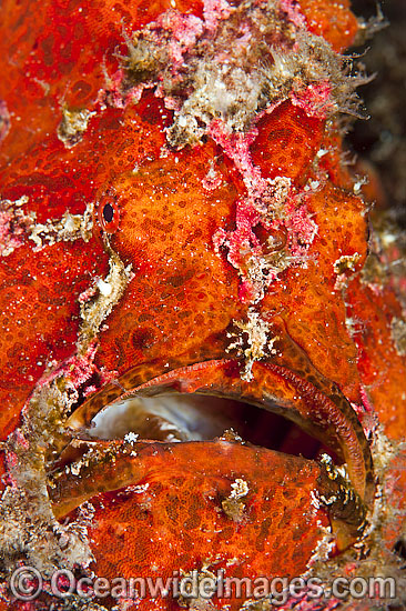Giant Frogfish (Antennarius commersoni), showing detail of face. Also known as Giant Anglerfish. This species is highly variable in colour. Found throughout the Indo-West Pacific. Photo taken off Anilao, Philippines. Within the Coral Triangle. Photo - Gary Bell Giant Frogfish (Antennarius commersoni), showing detail of face. Also known as Giant Anglerfish. This species is highly variable in colour. Found throughout the Indo-West Pacific. Photo taken off Anilao, Philippines. Within the Coral Triangle. Photo - Gary Bell