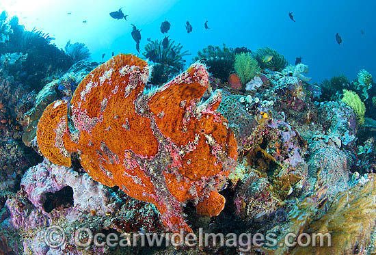 Giant Frogfish mimicking a Sea Sponge photo