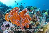 Giant Frogfish mimicking a Sea Sponge Photo - Gary Bell