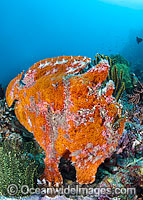Giant Frogfish mimicking a Sea Sponge Photo - Gary Bell